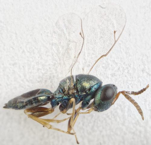 Pteromalus conopidarum